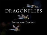 Dragonflies