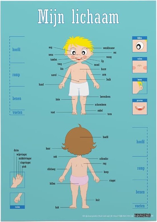 Educatieve poster (Posterpapier) - Biologie mijn lichaam - 50 x 70 cm (B2)