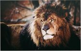 Koning leeuw - Foto op Forex - 150 x 100 cm