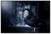 Zwarte zwaan op zwarte achtergrond - Foto op Akoestisch paneel - 90 x 60 cm