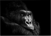Gorilla op zwarte achtergrond - Foto op Posterpapier - 70 x 50 cm (B2)