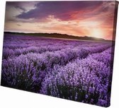 Veld met lavendel  | 90 x 60 CM | Natuur |Schilderij | Canvasdoek | Schilderij op canvas