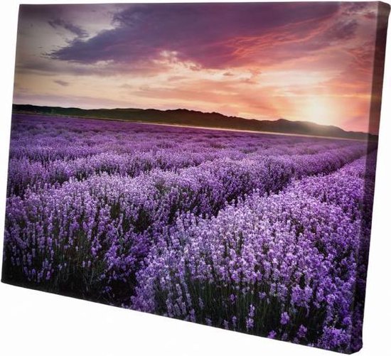 Veld met lavendel | 90 x 60 CM | Natuur |Schilderij | Canvasdoek | Schilderij op canvas
