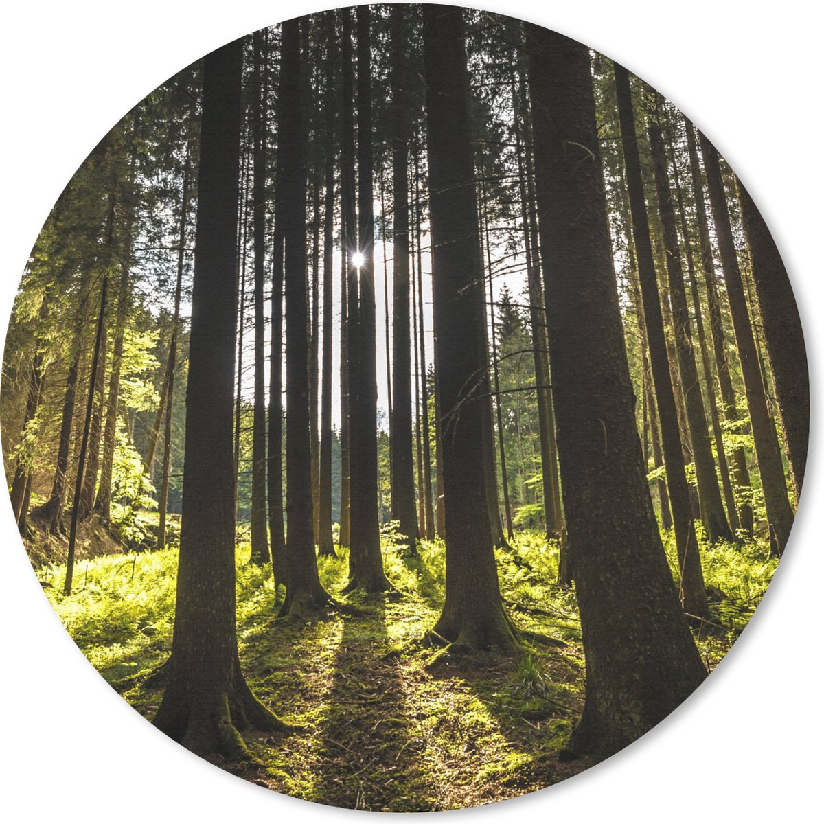 Muismat rond 40x40 cm - Mousepad Boom - Natuur - Zon - Bos - Ronde muismatten