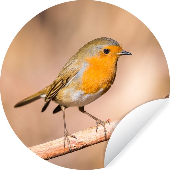 WallCircle - Stickers muraux muraux - Cercle de papier peint - Vogel - Branche - Rouge-gorge - ⌀ 30 cm - Cercle mural - Autocollant - Sticker papier peint rond