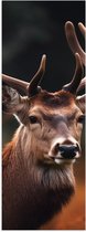Poster Glanzend – Close-up van Opkijkend Rendier met Gewei in Herfst Bos - 30x90 cm Foto op Posterpapier met Glanzende Afwerking