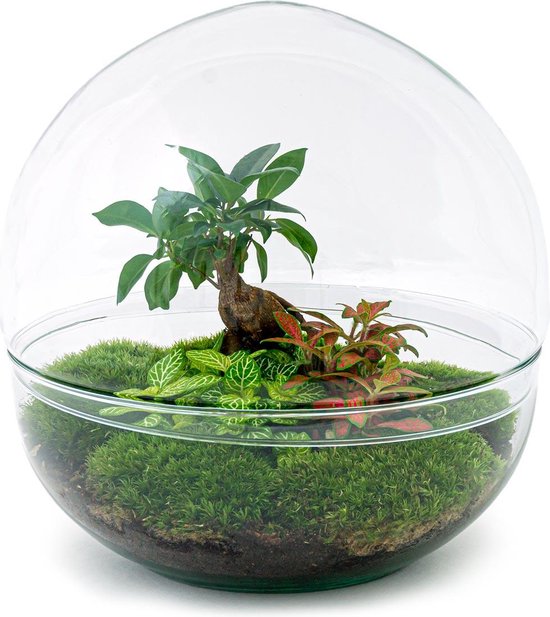 DIY terrarium Dome XL Ficus Ginseng Bonsai ↑ 30 cm