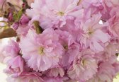 Fotobehang - Vlies Behang - Roze Bloemen - 208 x 146 cm