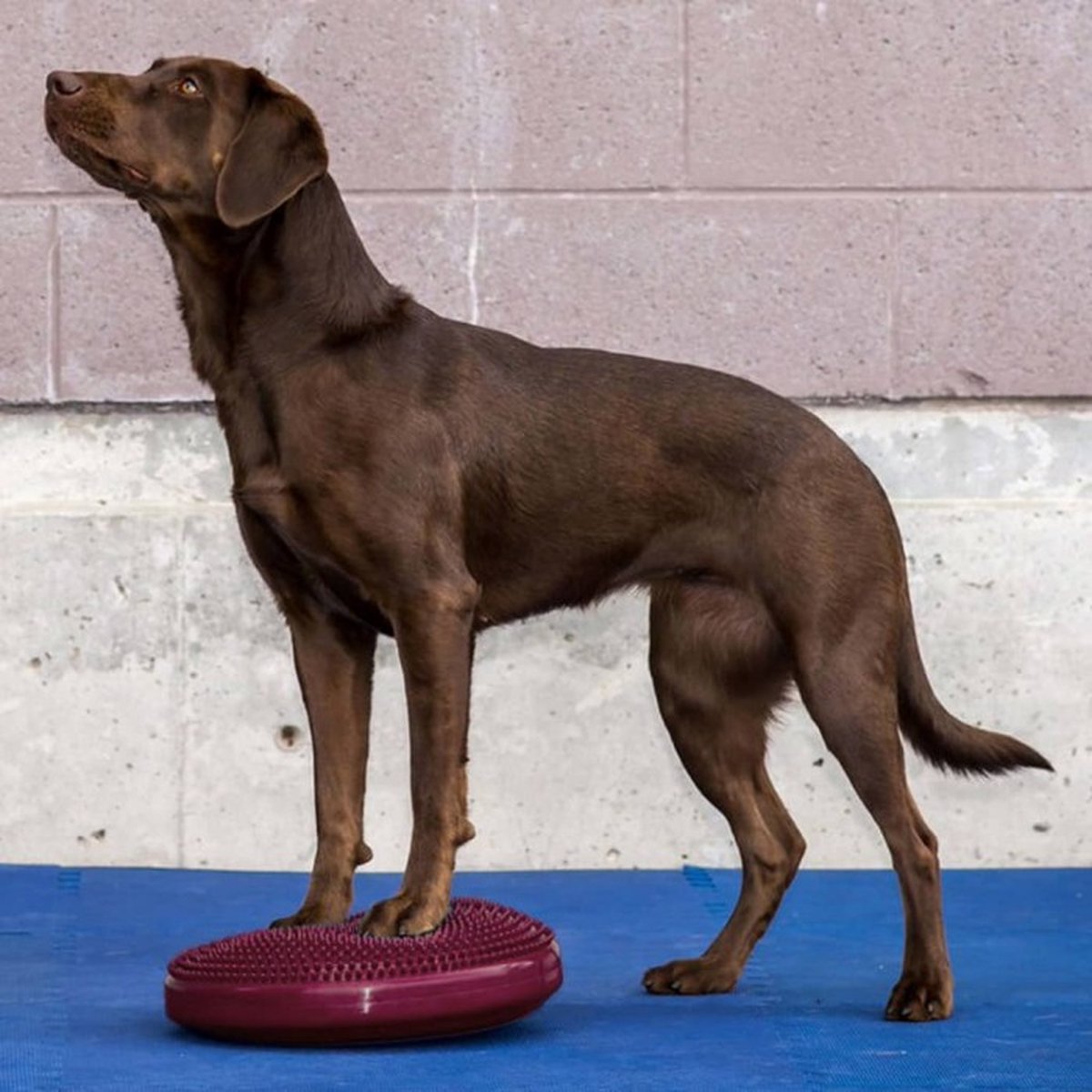 FitPAWS  Balance Disc - Razzleberry - 36 cm