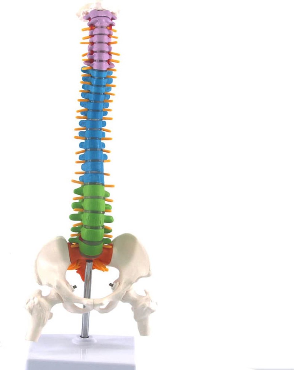 Flexibel Menselijk Wervelkolommodel - Anatomisch Skelet en Ruggenmodel van 45cm