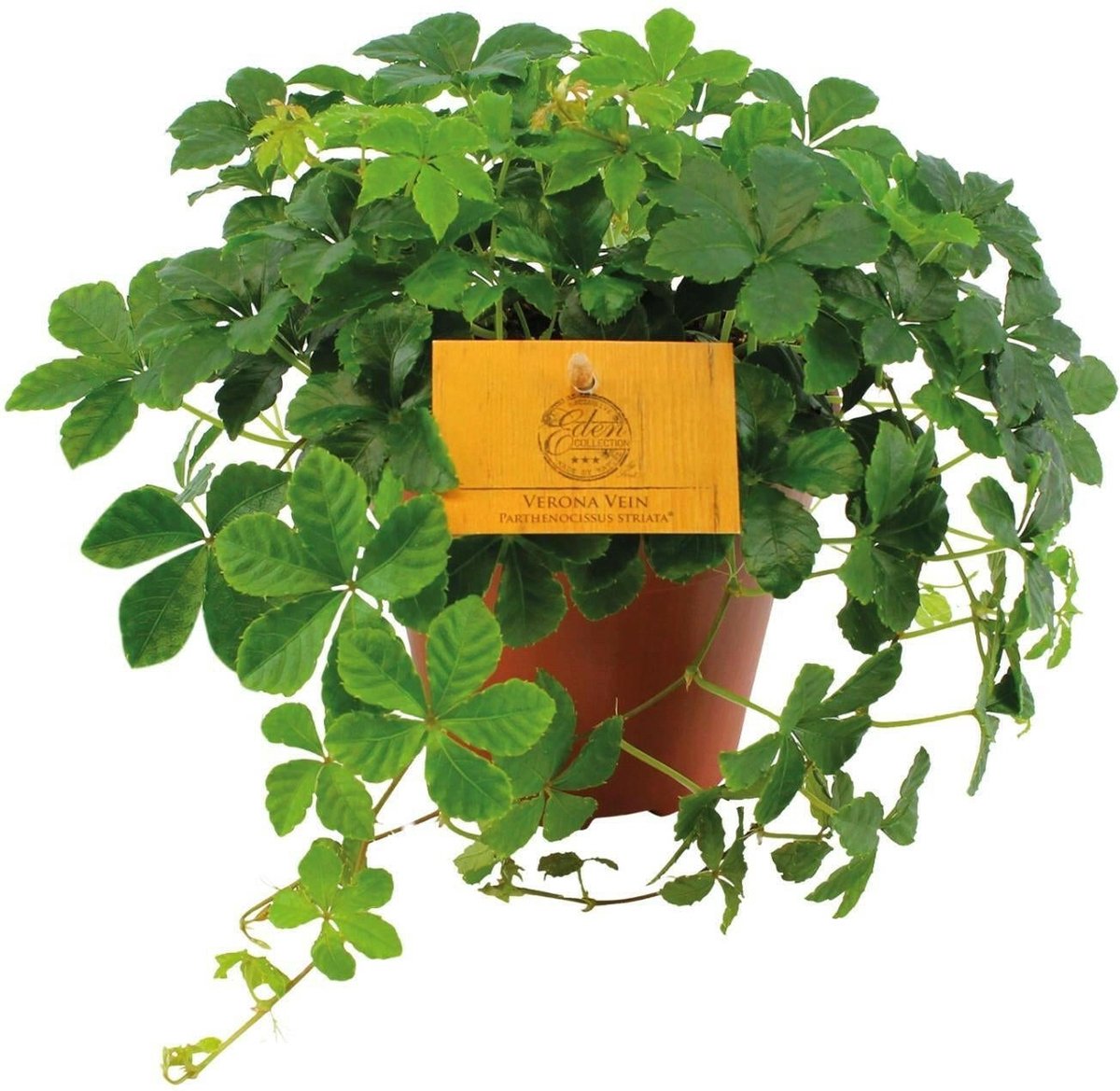 Parthenocissus Striata 20cm -Ø12 Groene Kamerplant -