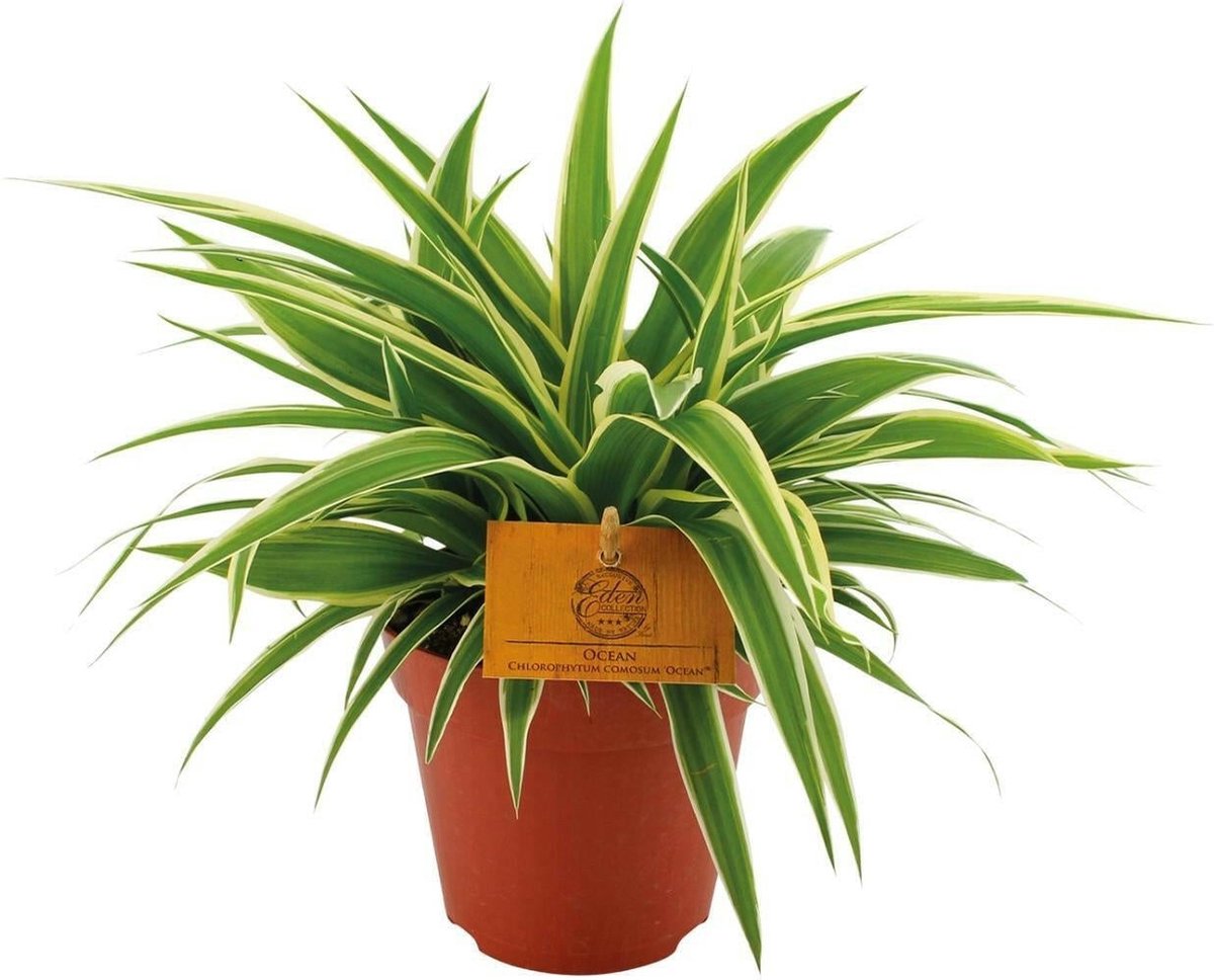 Chlorophytum Ocean -20cm -Ø12 Groene Kamerplant
