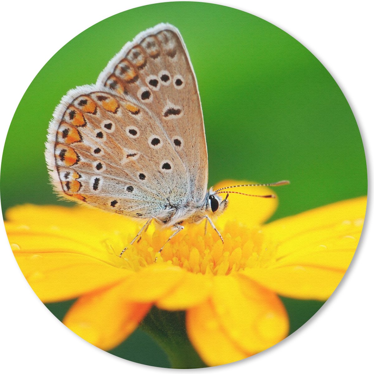 Muismat rond 40x40 cm - Mousepad Bloemen - Vlinder - Natuur - Ronde muismatten