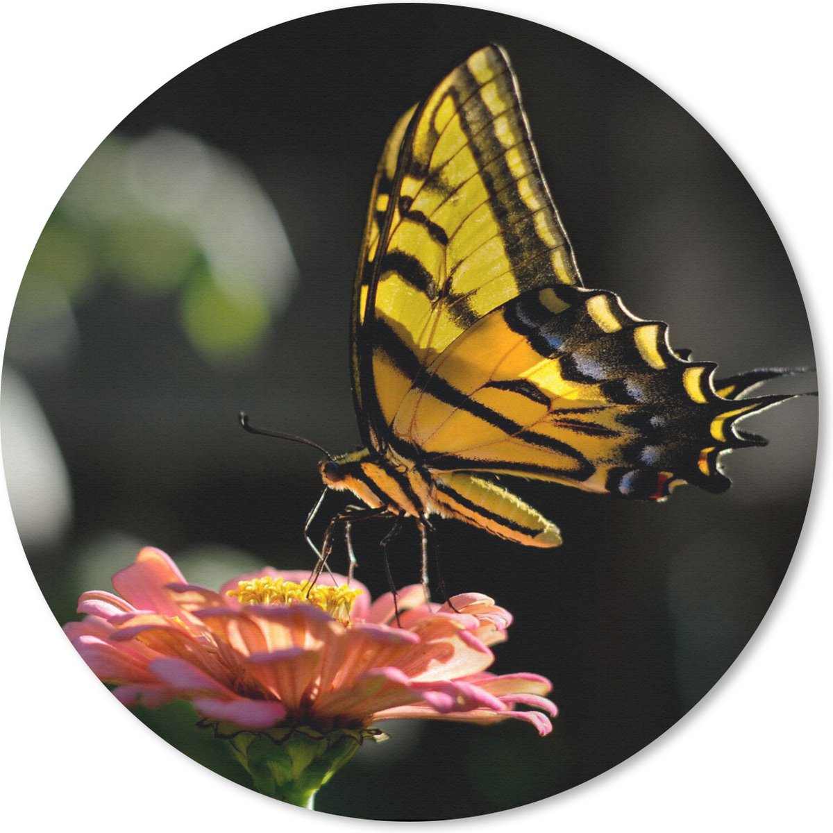 Muismat rond 20x20 cm - Mousepad Vlinder - Botanisch - Bloem - Ronde muismatten