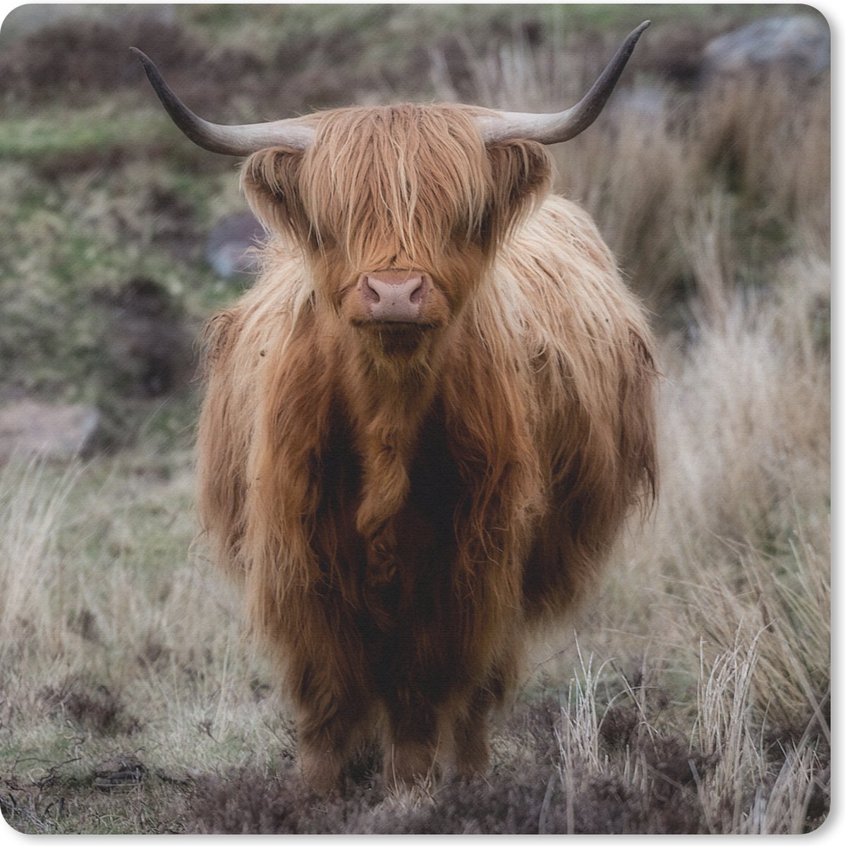 Muismat 30x30 cm - Mousepad Schotse Hooglander - Mos - Gras - Muismatten