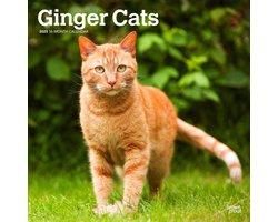 Rode Katten Kalender 2025 Image