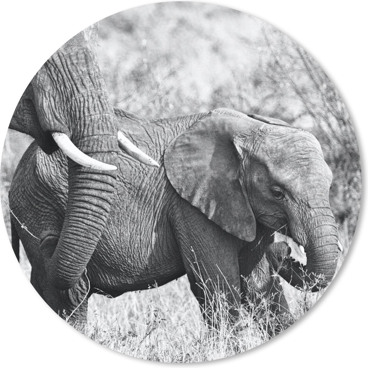 Muismat rond 30x30 cm - Mousepad Olifant - Dieren - Gras - Zwart wit - Ronde muismatten