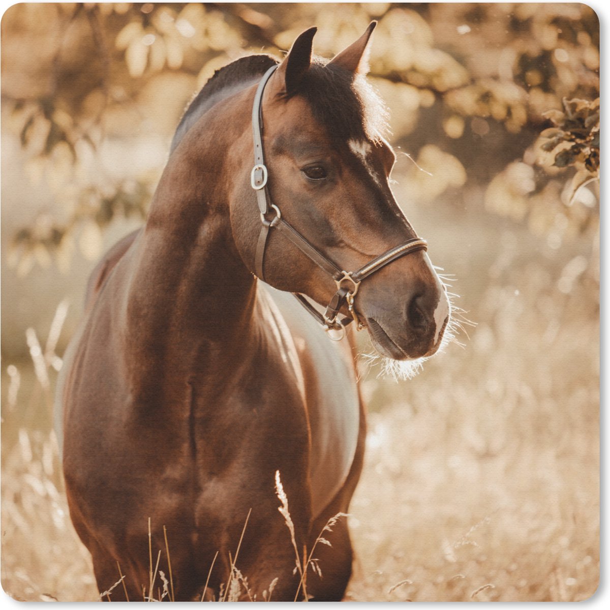 Muismat 20x20 cm - Mousepad Paard - Zon - Portret - Natuur - Bruin - Muismatten