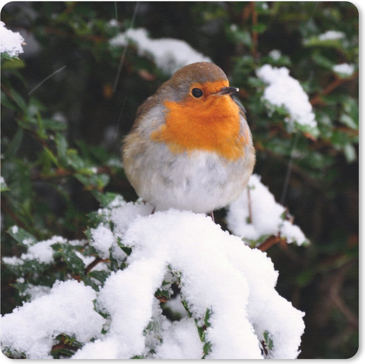 Muismat 20x20 cm - Mousepad Roodborstje - Boom - Sneeuw - Muismatten