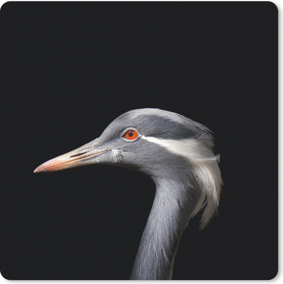 Muismat 20x20 cm - Mousepad Vogel - Dieren - Portret - Muismatten
