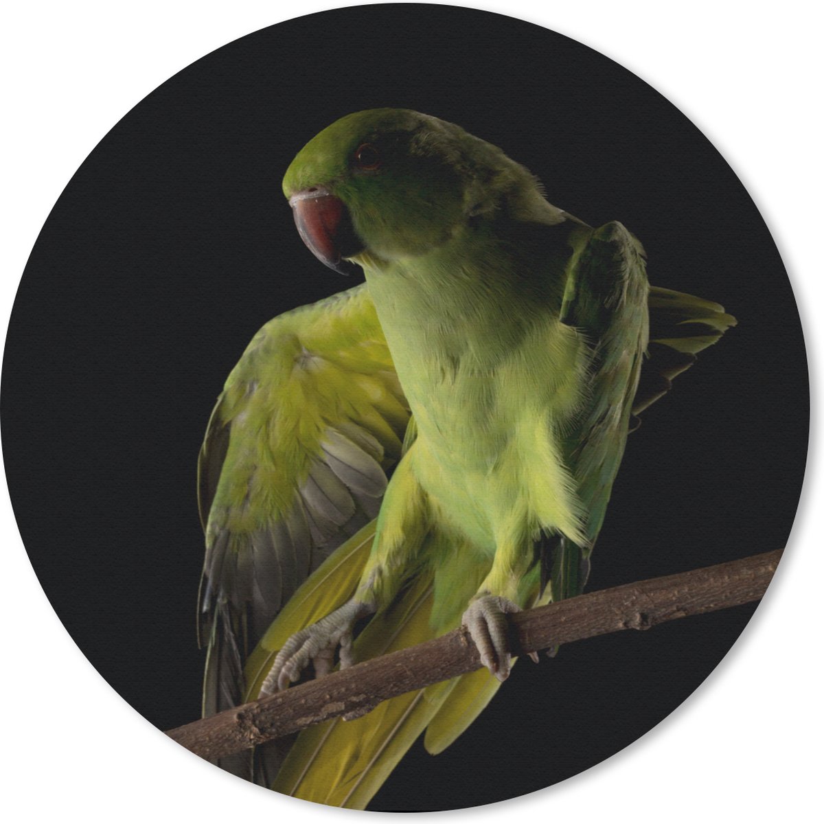 Muismat rond 40x40 cm - Mousepad Papegaai - Vogel - Tak - Ronde muismatten