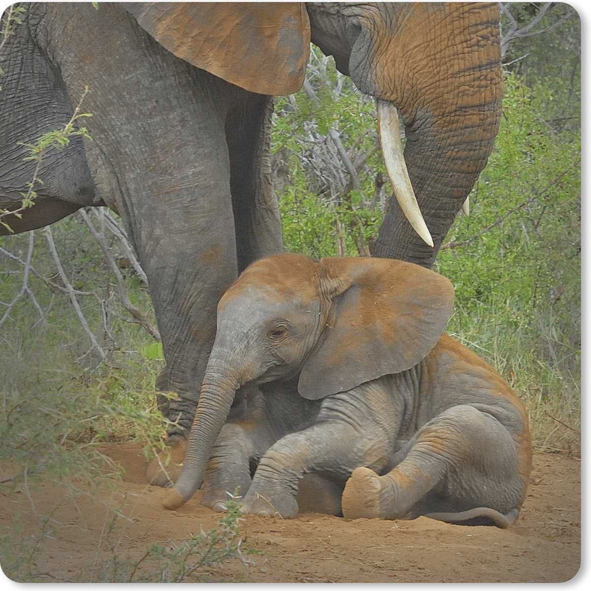 Muismat 30x30 cm - Mousepad Olifant - Dieren - Zand - Natuur - Muismatten
