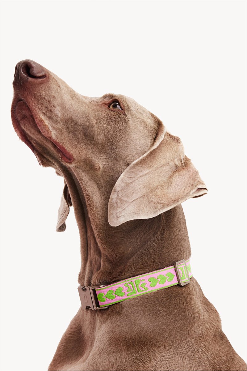 Dogguo Collar Groen&Pink - Hondenhalsband - Medium Grootte Honden