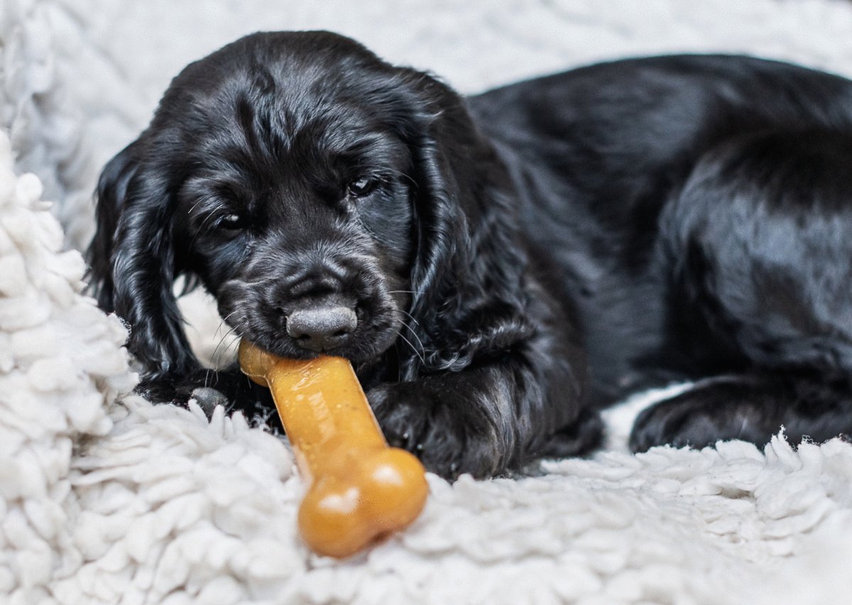 Nylabone Puppy Bone Flexible Bruin - Hondenspeelgoed - Medium Tot 16kg thumbnail 3