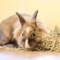 Een bruin konijn met witte vlek op zijn neus rust naast een hoopje hooi.