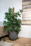 Zwart gestreepte, bolvormige bloempot met een klimplant, naast een bank.