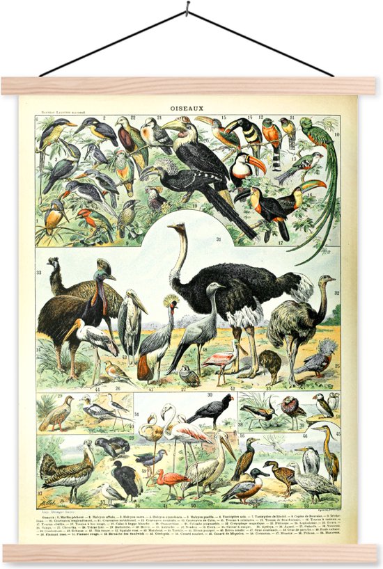 Schoolplaat - Vogels - Natuur - Vintage - Textielposter - Posterhanger - 60x80 cm