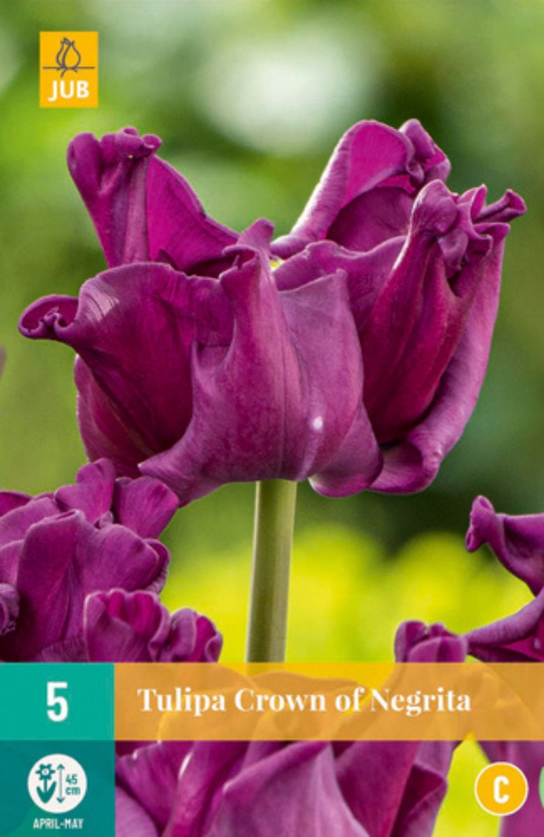 Tulp Crown of Negrita