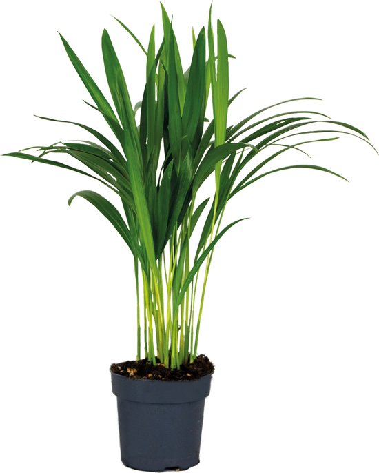 Bloomique - Dypsis Lutescens - Goudpalm - Areca - Palm - Kamerplanten - Luchtzuiverend - Diervriendelijk - Hoogte 30-40 cm - Pot 12 cm