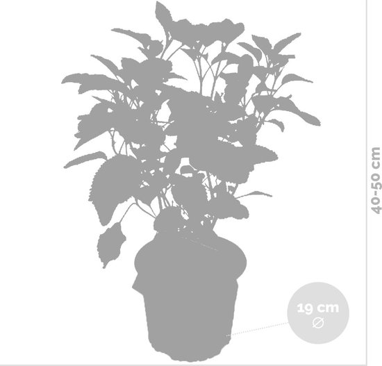Bloomique - Lot de 2 - Hydrangea Strong Annabelle - Hortensia - Blanc - Plantes de jardin - Résistante au gel - 40-50 cm de haut - Pot 19 cm