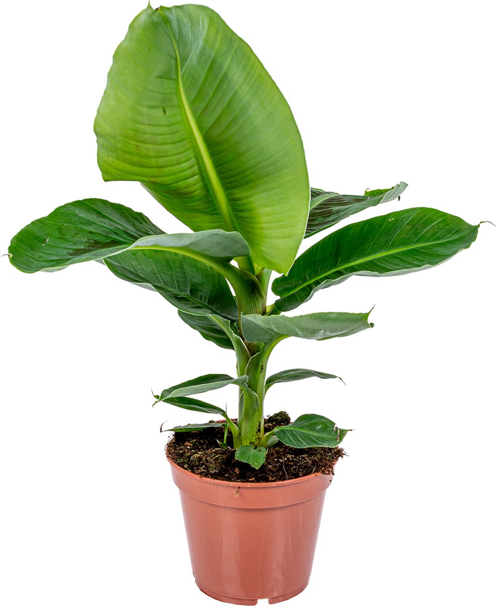 Bananenplant - Musa 'Tropicana' per stuk | Tropische kamerplant in kwekerspot ⌀17 cm - 60-70 cm