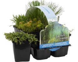 Bloomique - Set van 6 - Zuurstofrijke Vijverplanten - Hippuris - Hydrocotyle - Lilaeopsis - Myriophyllum - Rotala - Scirpus - Vijverzone 5 - Hoogte 15-25 cm - Pot 9 cm