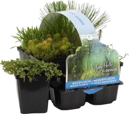 Bloomique 6x Zuurstofrijke Vijverplanten Mix