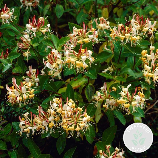 Foto: Lonicera henryi kamperfoelie klimplant bladhoudend 15 cm 60 70 cm