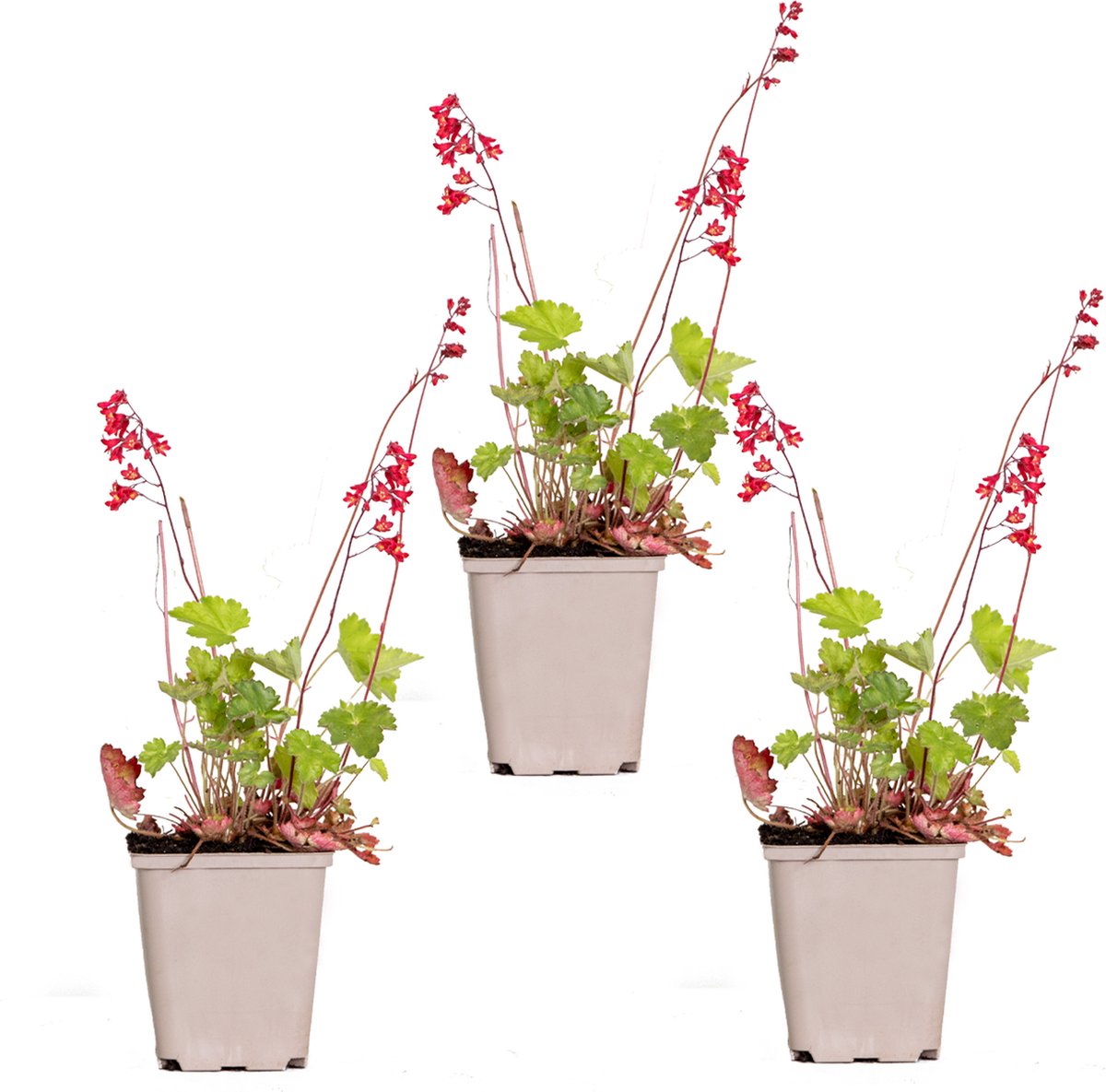 Bloomique - Set van 3 - Heuchera Sanguinea Splendens - Purperklokje - Tuinplanten - Winterhard - Diervriendelijk - Hoogte 10-20 cm - Pot 9x9 cm
