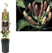 Klimplant Lonicera caprifolium 75 cmVan der Starre
