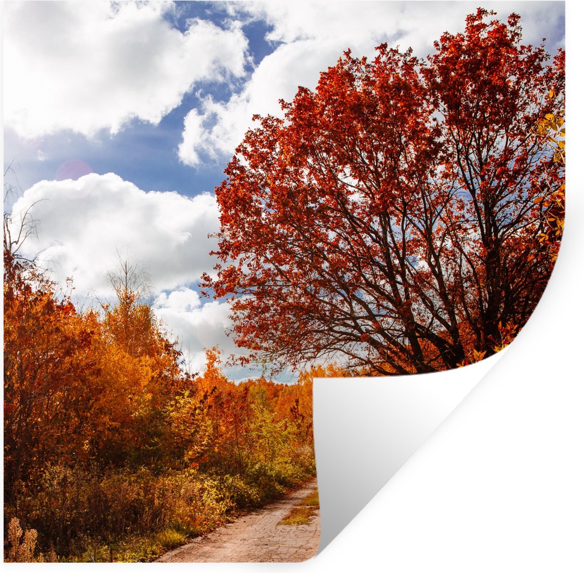 Muurstickers - Sticker Folie - Boom - Pad - Herfst - 120x120 cm - Plakfolie - Muurstickers
