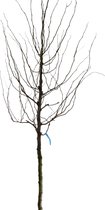 Valse Christusdoorn - Gleditsia triacanthos ‘Sunburst’ | Omtrek: 14-18 cm | Hoogte: 350 cm