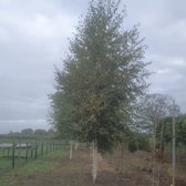 Ruwe berk - Betula pendula | Omtrek: 18-25 cm | Hoogte: 400 cm