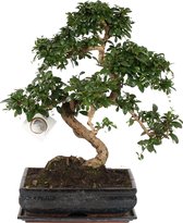 Bonsai van Botanicly – Carmona Macr. Bonsai – Hoogte: 35 cm