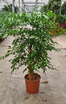 Kamerplant van Botanicly – Heteropanax Chinensis – Hoogte: 110 cm