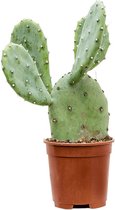 Cactus van Botanicly – Schijfcactus – Hoogte: 35 cm – Opuntia