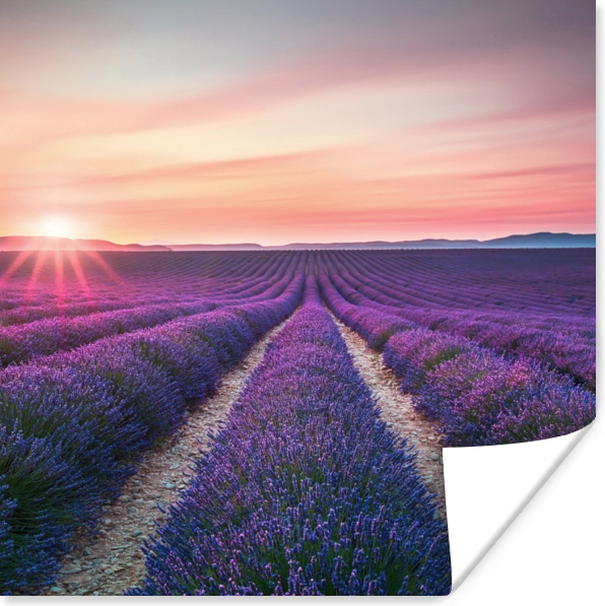 Poster Lavendel - Paars - Bloemen - 50x50 cm
