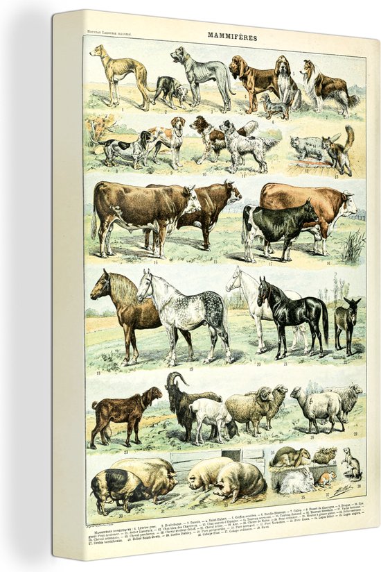 Toile - Vache - Paarden - Animaux - Chien - Chats - Vintage - Décoration murale - Canvasdoek - Peintures sur toile - 30x40 cm