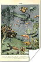 Poster Zeedieren - Koraal - Natuur - 80x120 cm
