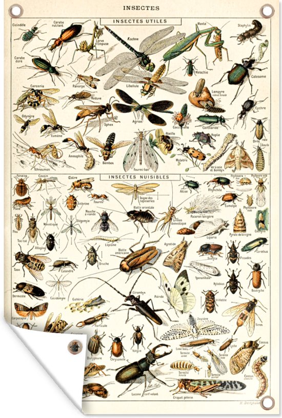 Tuinposters buiten Dier - Insect - Kever - 60x90 cm - Tuindoek - Buitenposter